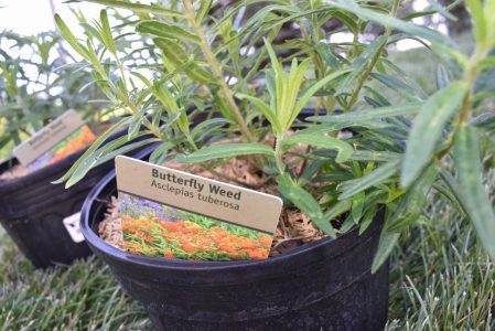 Butterfly weed about to before being planted in Roncelli's pollinator garden.