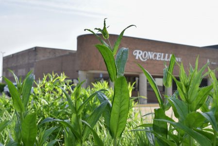 A view of Roncelli's headquarters from the pollinator garden.